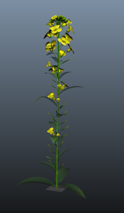油菜花maya植物模型
